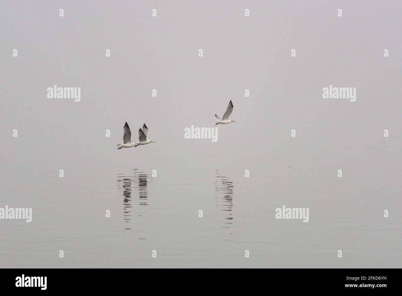 Nebel wenig Sicht Möwe fliegend Flügel schlagend weg Fort grau längs Seite seitlich Verfolgung knapp über Wasser Foto Stock