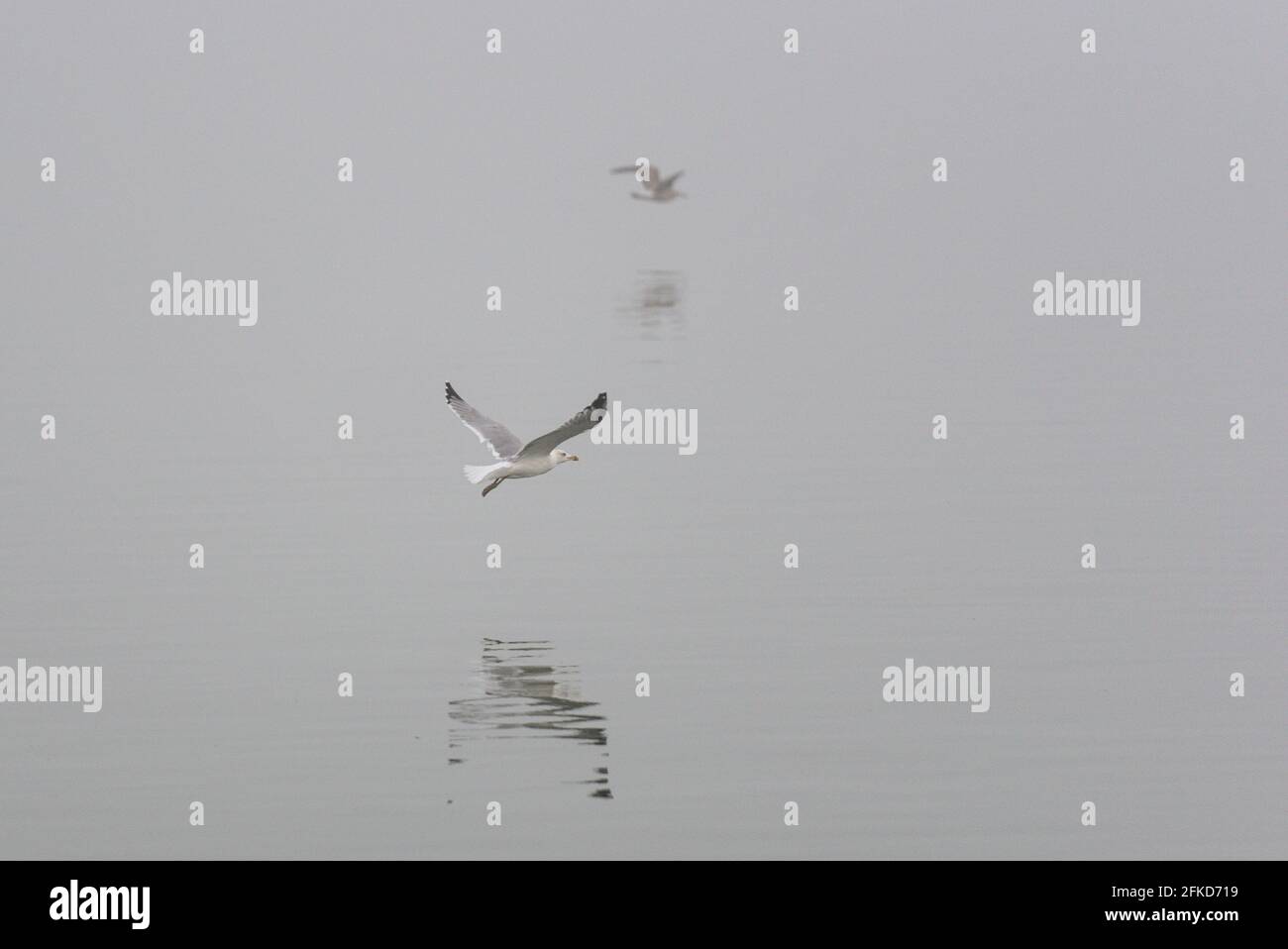 Nebel wenig Sicht Möwe fliegend Flügel schlagend weg Fort grau längs Seite seitlich Verfolgung knapp über Wasser Foto Stock