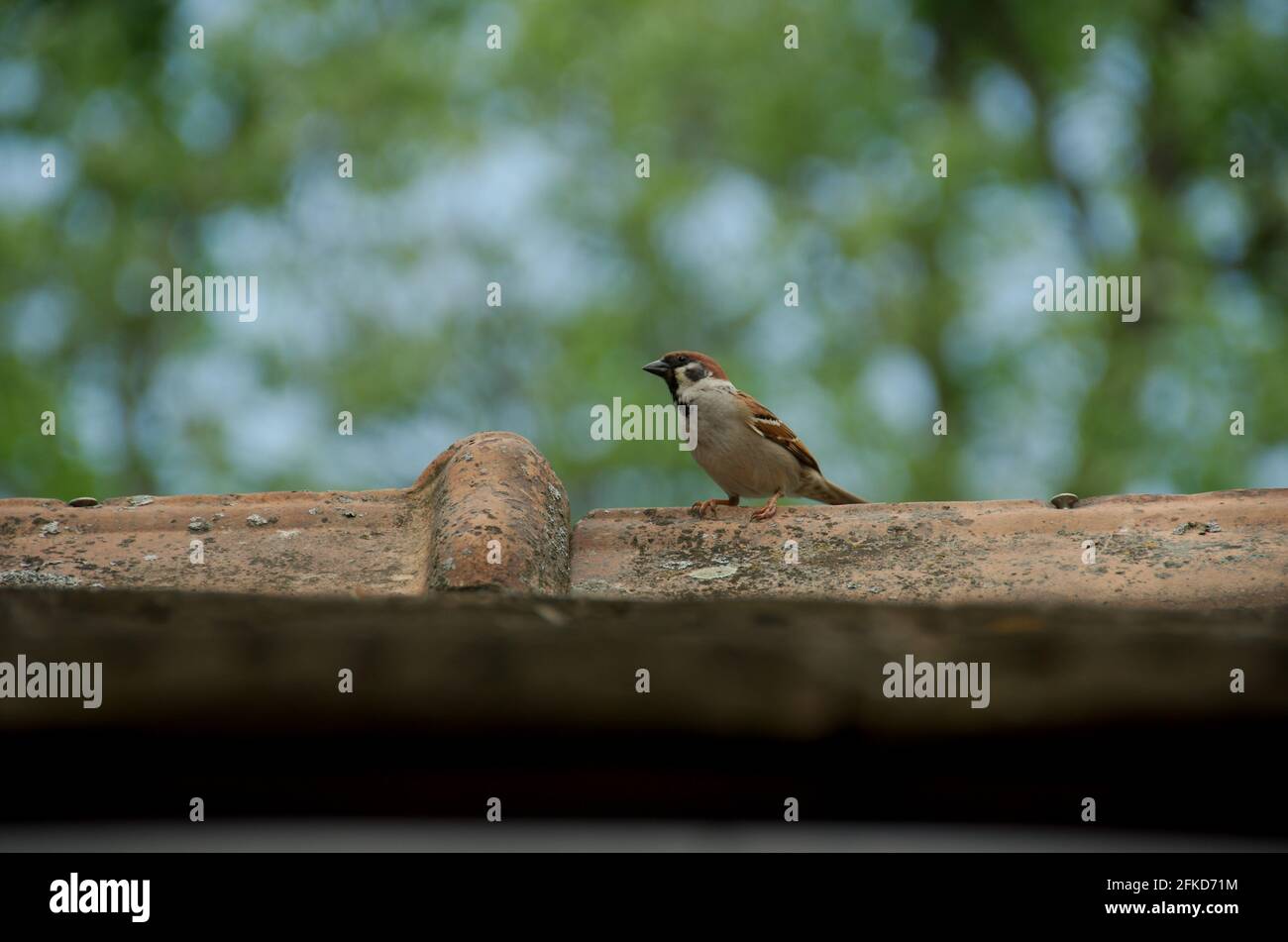 Alter Dachfirst Sperlingskautz Vogel wartet Tonziegel Bäume Hintergrund sitzend Foto Stock