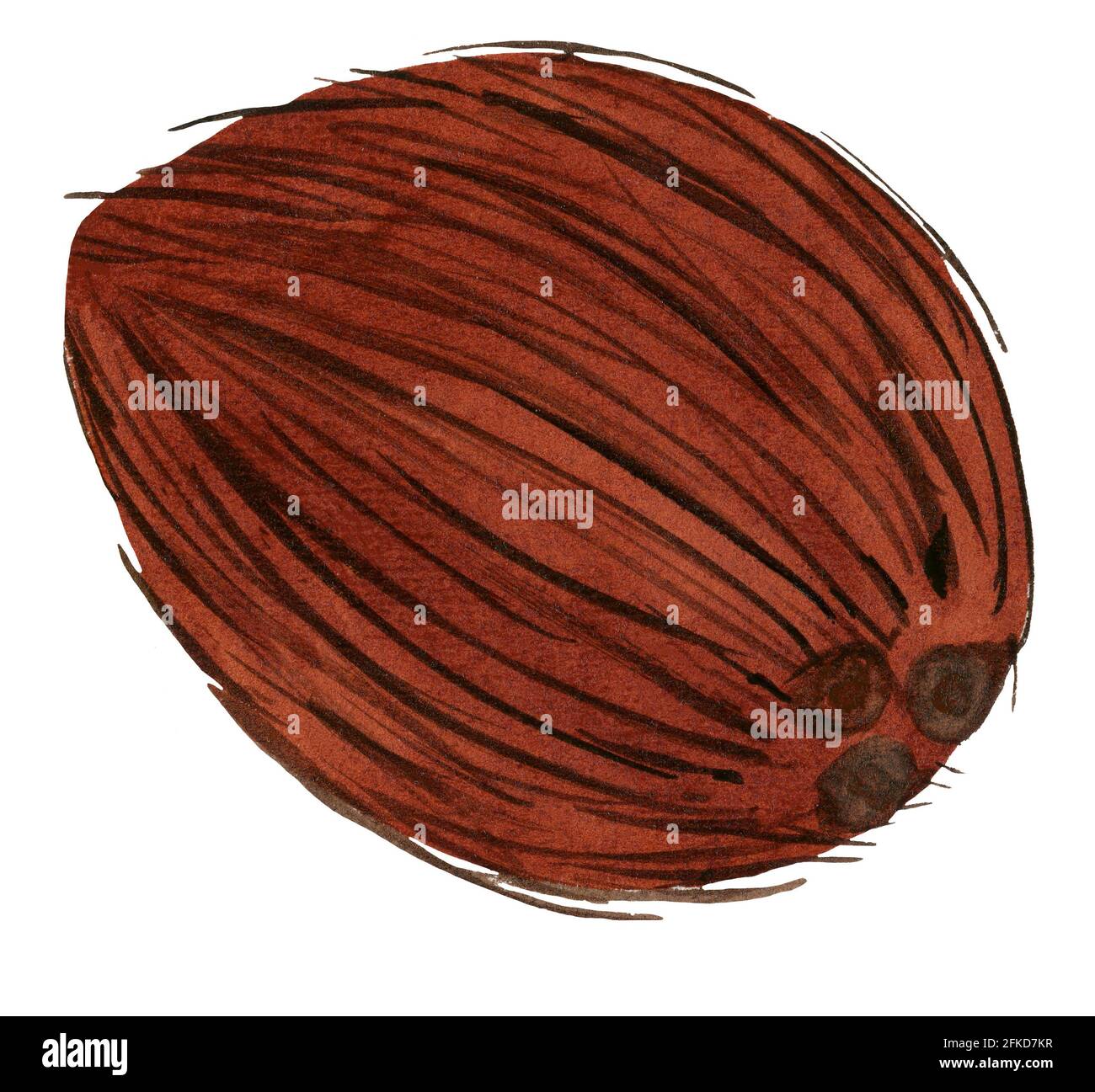 Cocco intero isolato, tecnica acquerello Foto Stock