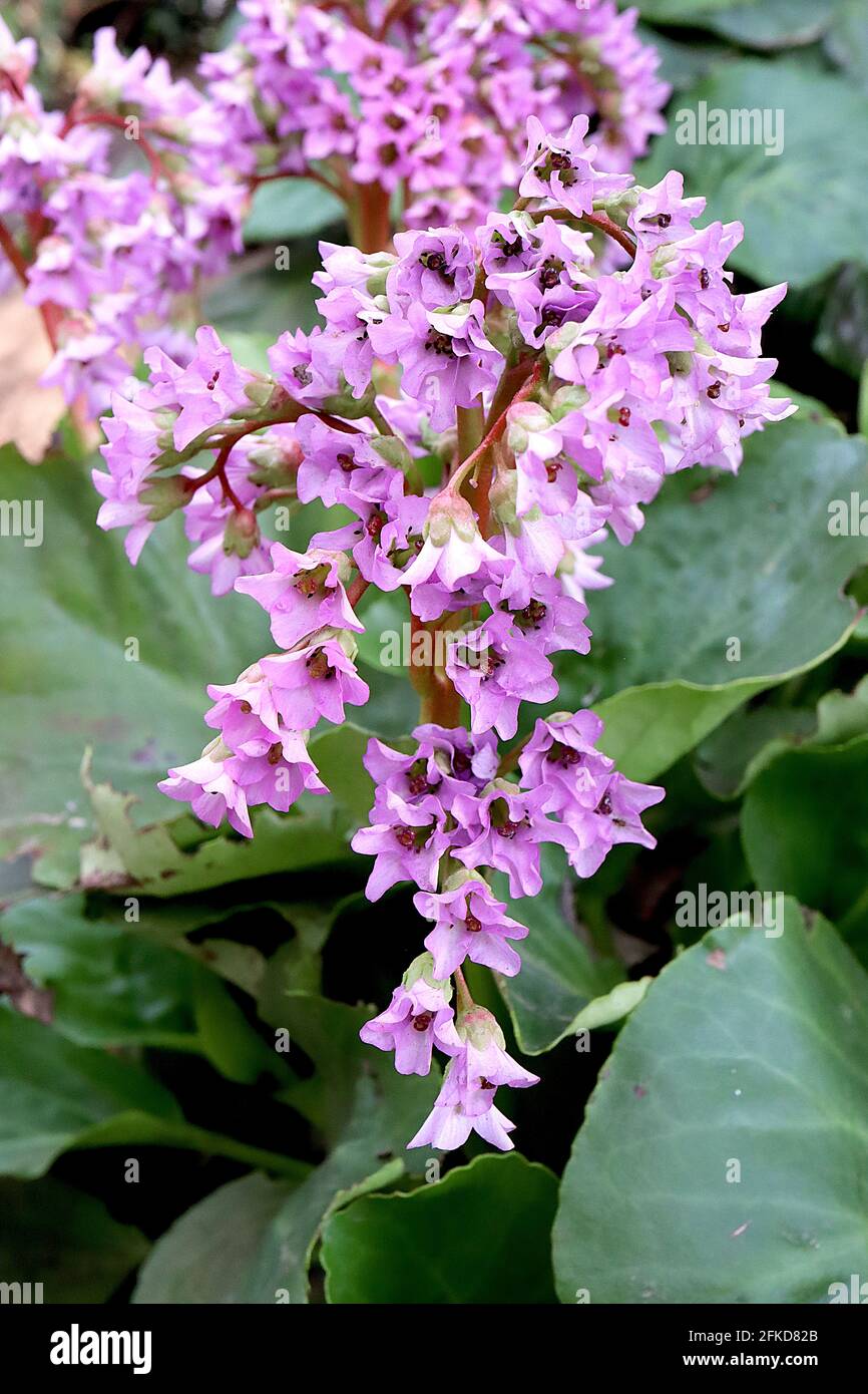 Bergenia crassifolia orecchie di elefante coreano – cascata di fiori rosa lavanda e grandi foglie rotonde, aprile, Inghilterra, Regno Unito Foto Stock