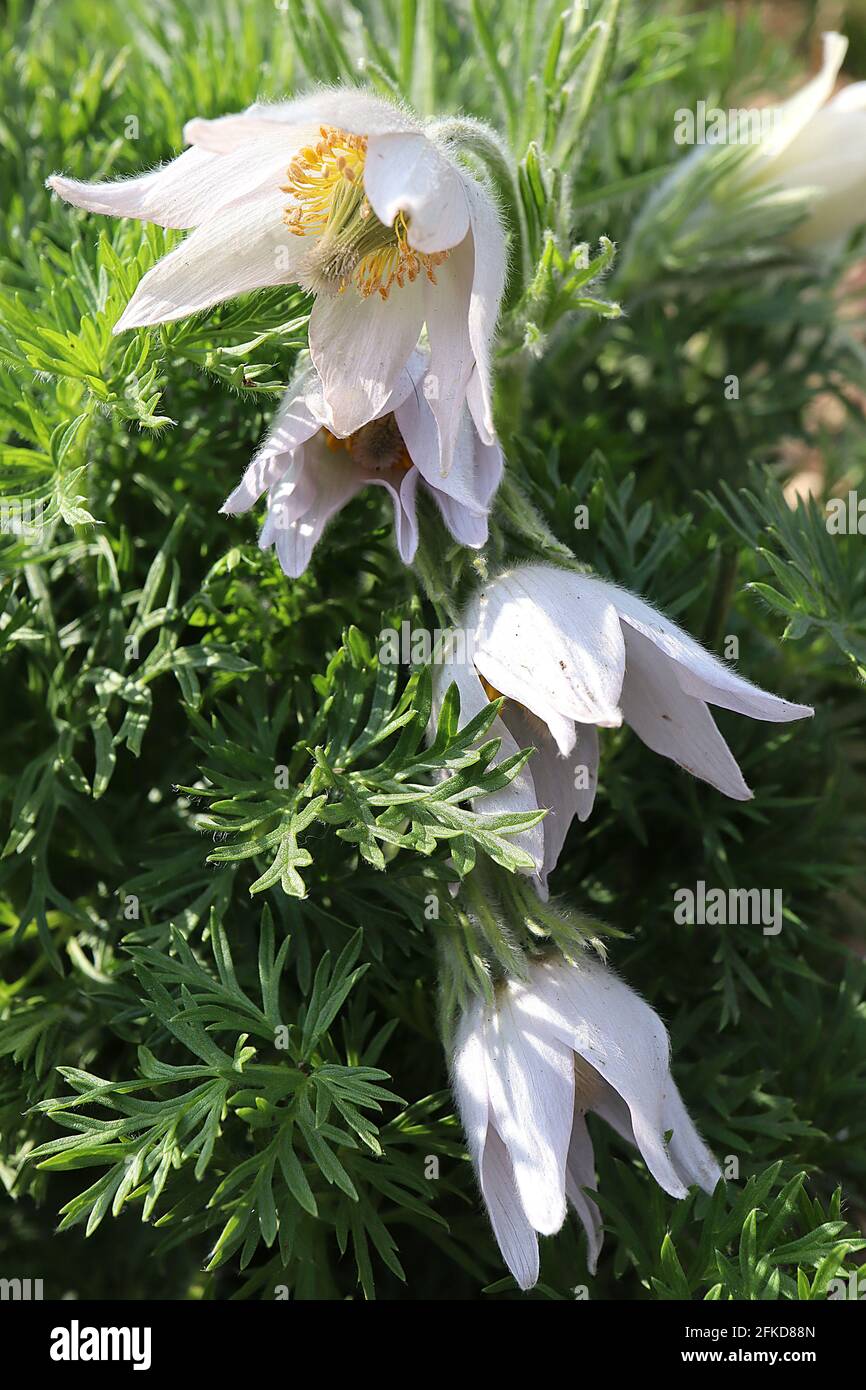 Pulsatilla vulgaris Pasqueflower - fiori bianchi e foglie setose, aprile, Inghilterra, Regno Unito Foto Stock