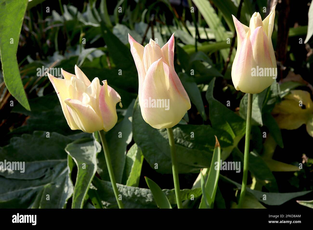 Tulipa ‘Elegant Lady’ Lily Flowering 6 Elegant Lady Tulip - fiori gialli al limone, margini rosa tenue, aprile, Inghilterra, Regno Unito Foto Stock