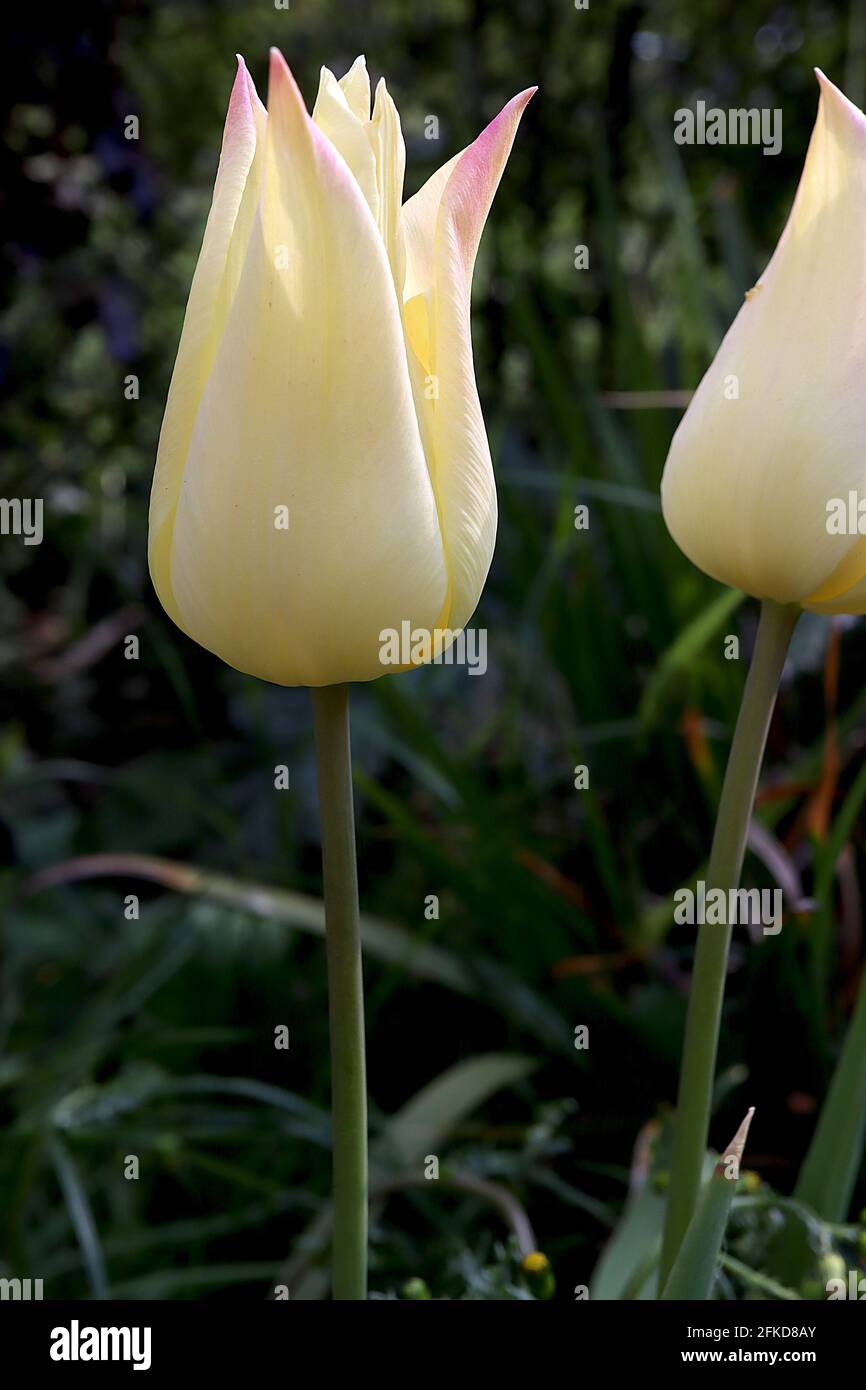 Tulipa ‘Elegant Lady’ Lily Flowering 6 Elegant Lady Tulip - fiori gialli al limone, margini rosa tenue, aprile, Inghilterra, Regno Unito Foto Stock