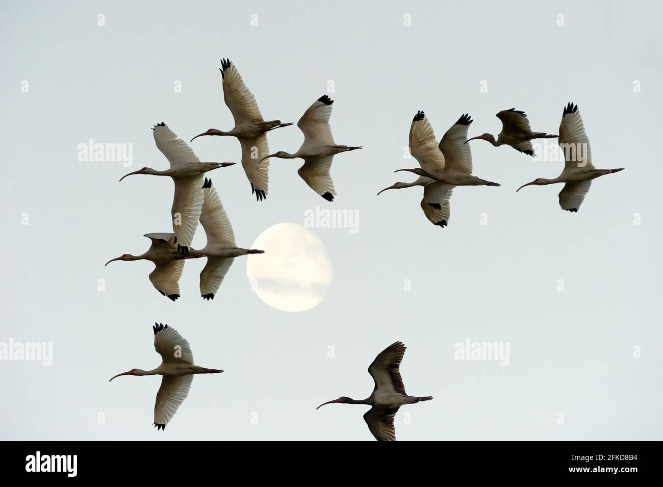Un gregge di uccelli tropicali stanno volando dalla Luna Nel cielo di sera Foto Stock