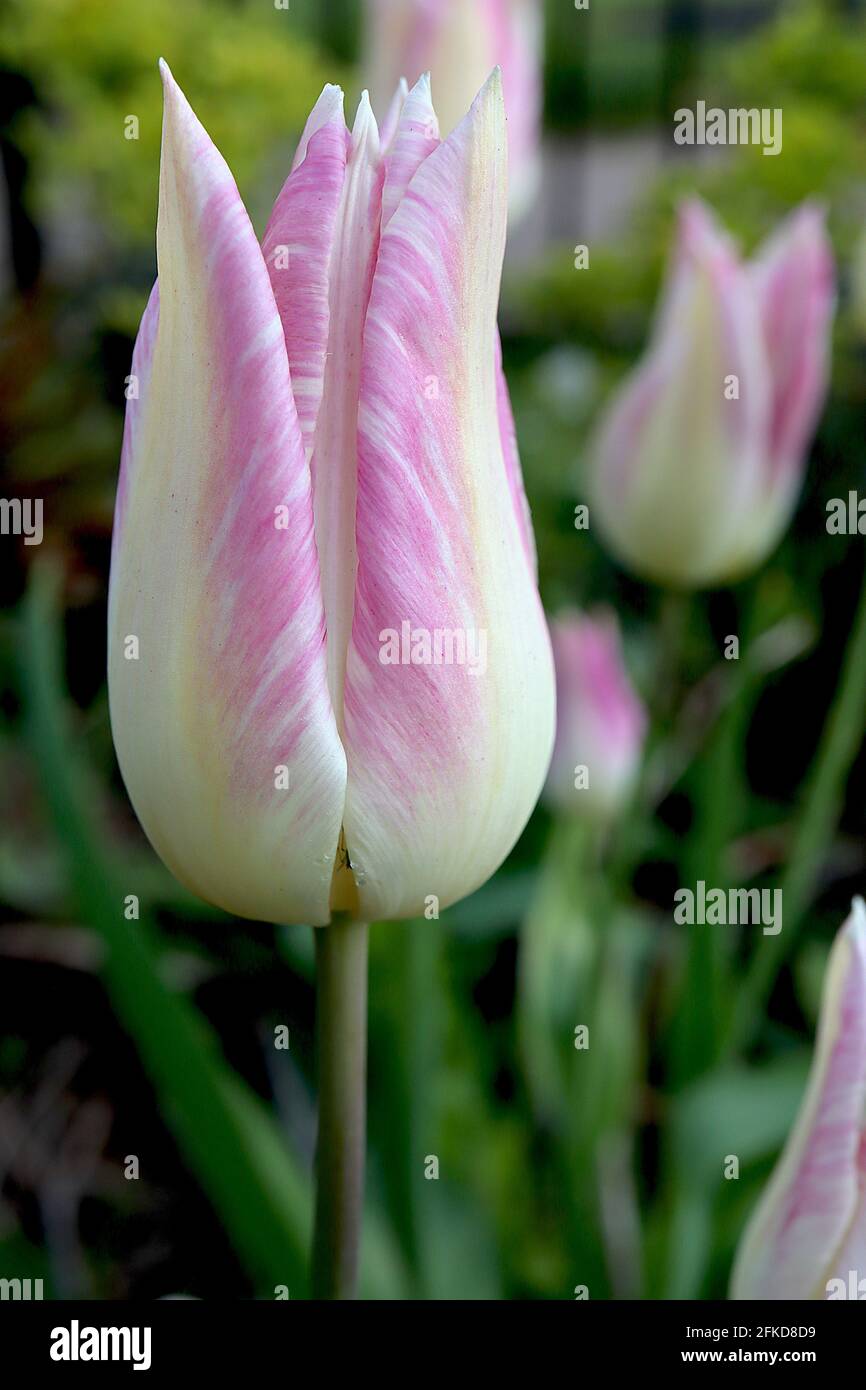 Tulipa ‘Elegant Lady’ Lily Flowering 6 Elegant Lady Tulip - fiori gialli al limone, margini rosa tenue, aprile, Inghilterra, Regno Unito Foto Stock