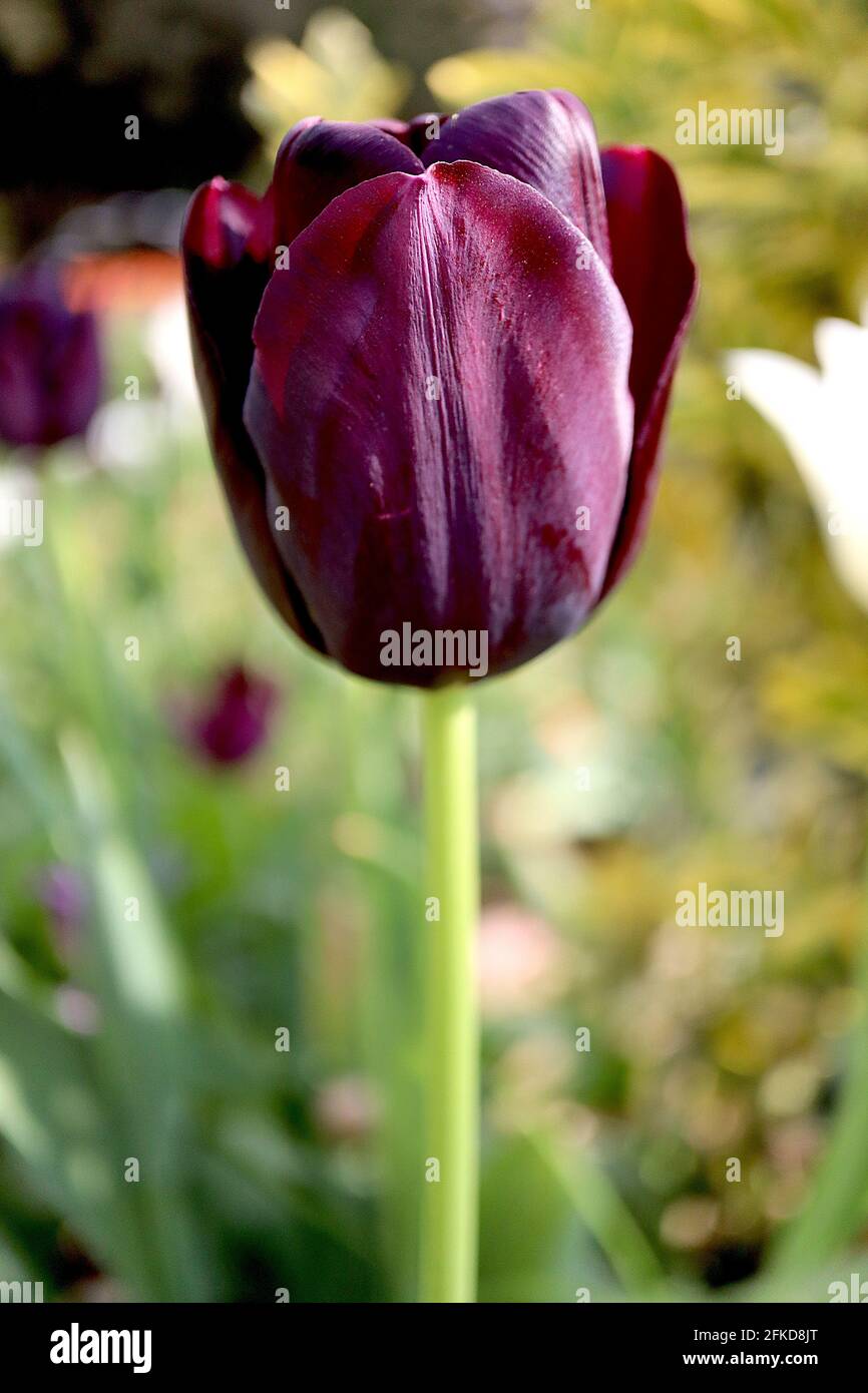 Tulipa ‘Queen of Night’ Single Late 5 Queen of Night tulipano – fiori di maroon viola scuro, aprile, Inghilterra, Regno Unito Foto Stock