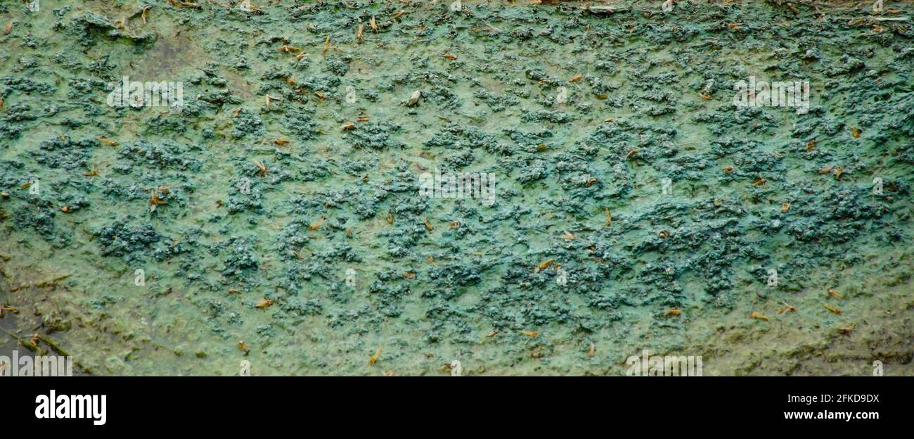Le alghe acqua inquinata. film di alghe sulla superficie dell'acqua impedendo la formazione di ossigeno e causando la morte per gli organismi acquatici Foto Stock