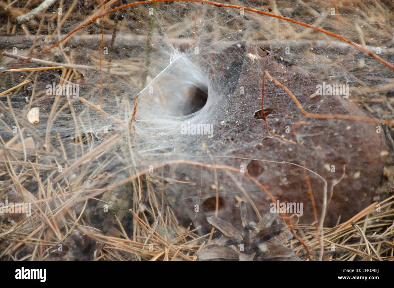Spider web. Foro del nido del ragno. Messa a fuoco selettiva. Imbuto che tesse il ragno in profondità all'interno del suo tunnel Foto Stock