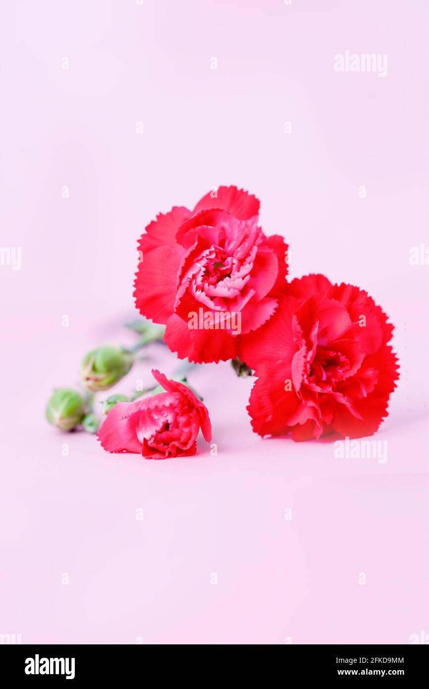 Fiori di garofano rossi su sfondo rosa pastello Foto Stock