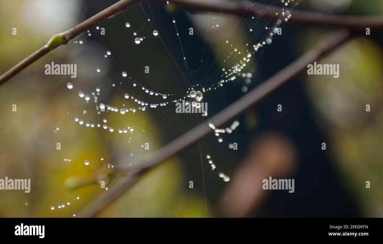 Ragnatela sul ramo della molla, ragnatela con ragnatele, fuoco selettivo. Goccia, acqua, Spider Web contro sfondo scuro, primo piano, Web, albero. Foto Stock