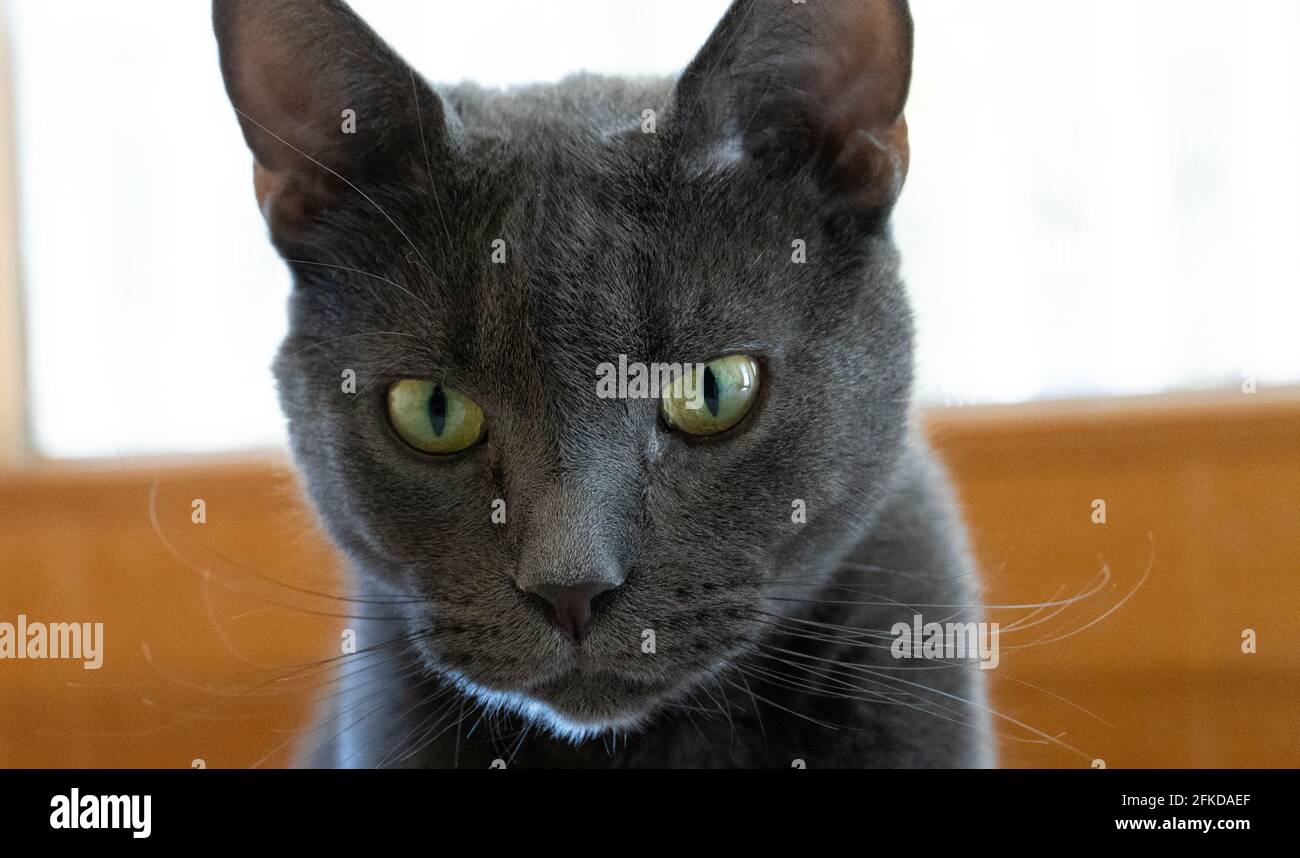 Un gatto blu russo in primo piano Foto Stock