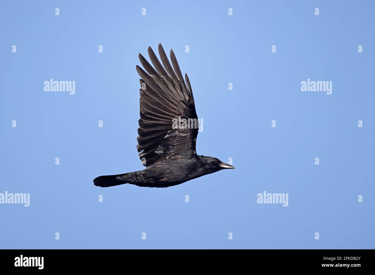 Carrion Crow in volo a Shapwick Heath Somerset UK Foto Stock