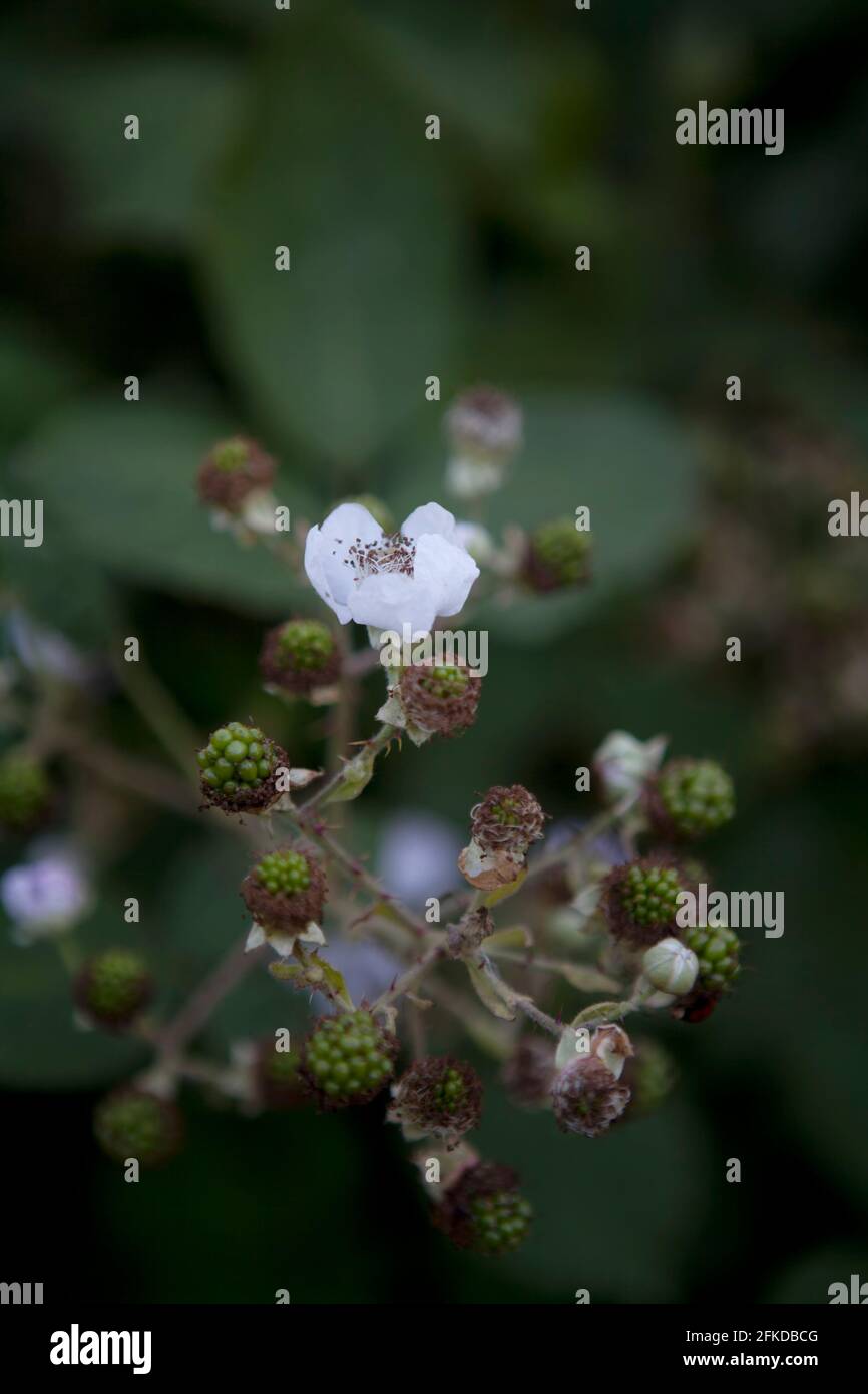 Bramble (Rubus fruticosus) nel mese di giugno / inizio estate, con fiori e frutta non matura. REGNO UNITO Foto Stock