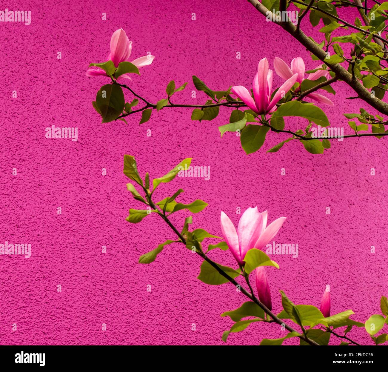 La Magnolia fiorisce contro una parete rosa brillante. Adatto per biglietti d'auguri, sfondo, copertina di riviste. Spazio per le parole. Foto Stock