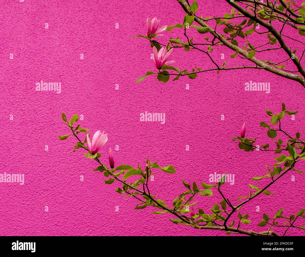 La Magnolia fiorisce contro una parete rosa brillante. Adatto per biglietti d'auguri, sfondo, copertina di riviste. Spazio per le parole. Foto Stock
