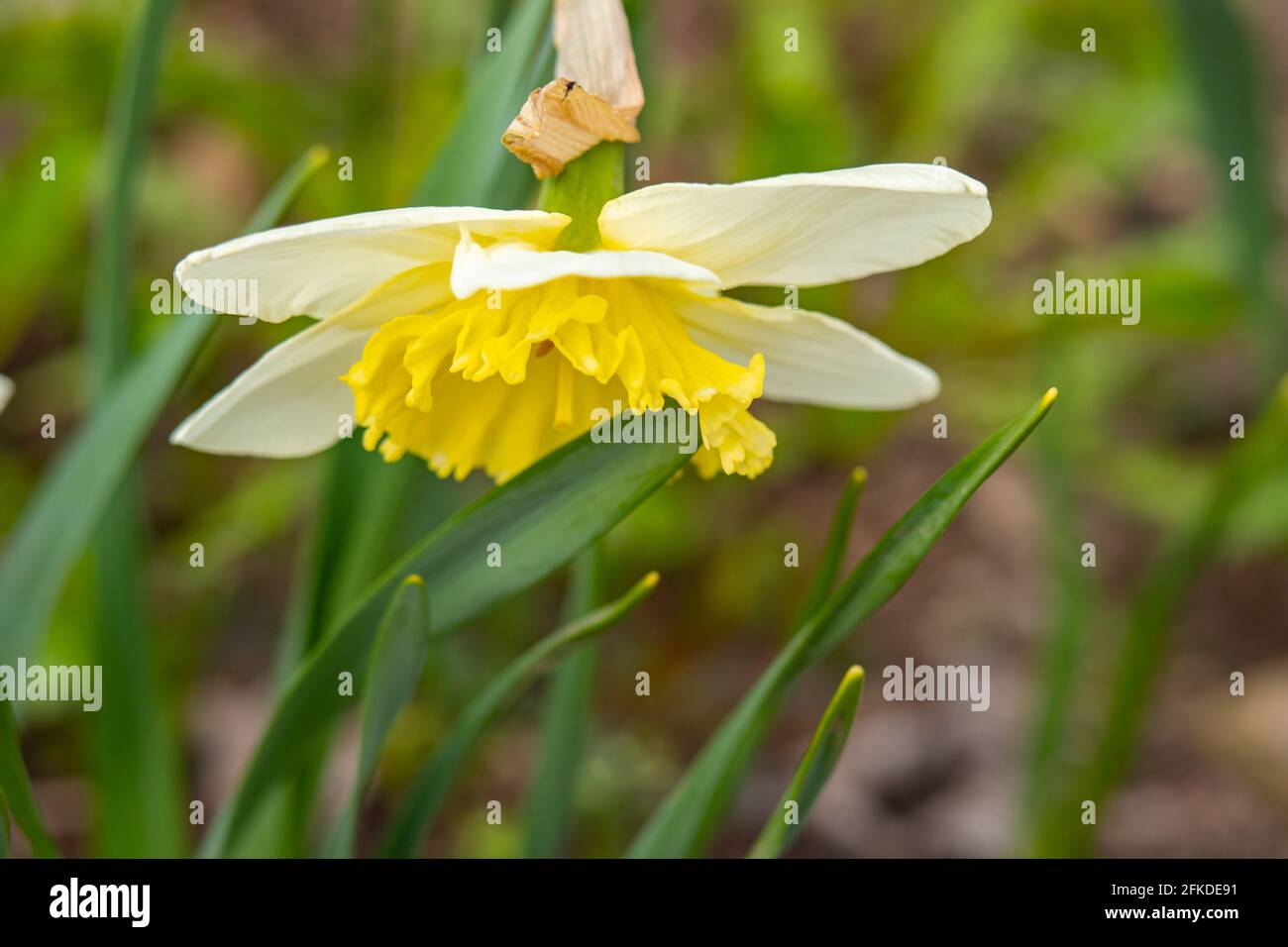 Narcissus fiore che cresce nel letto da giardino, fiori di primavera Foto Stock