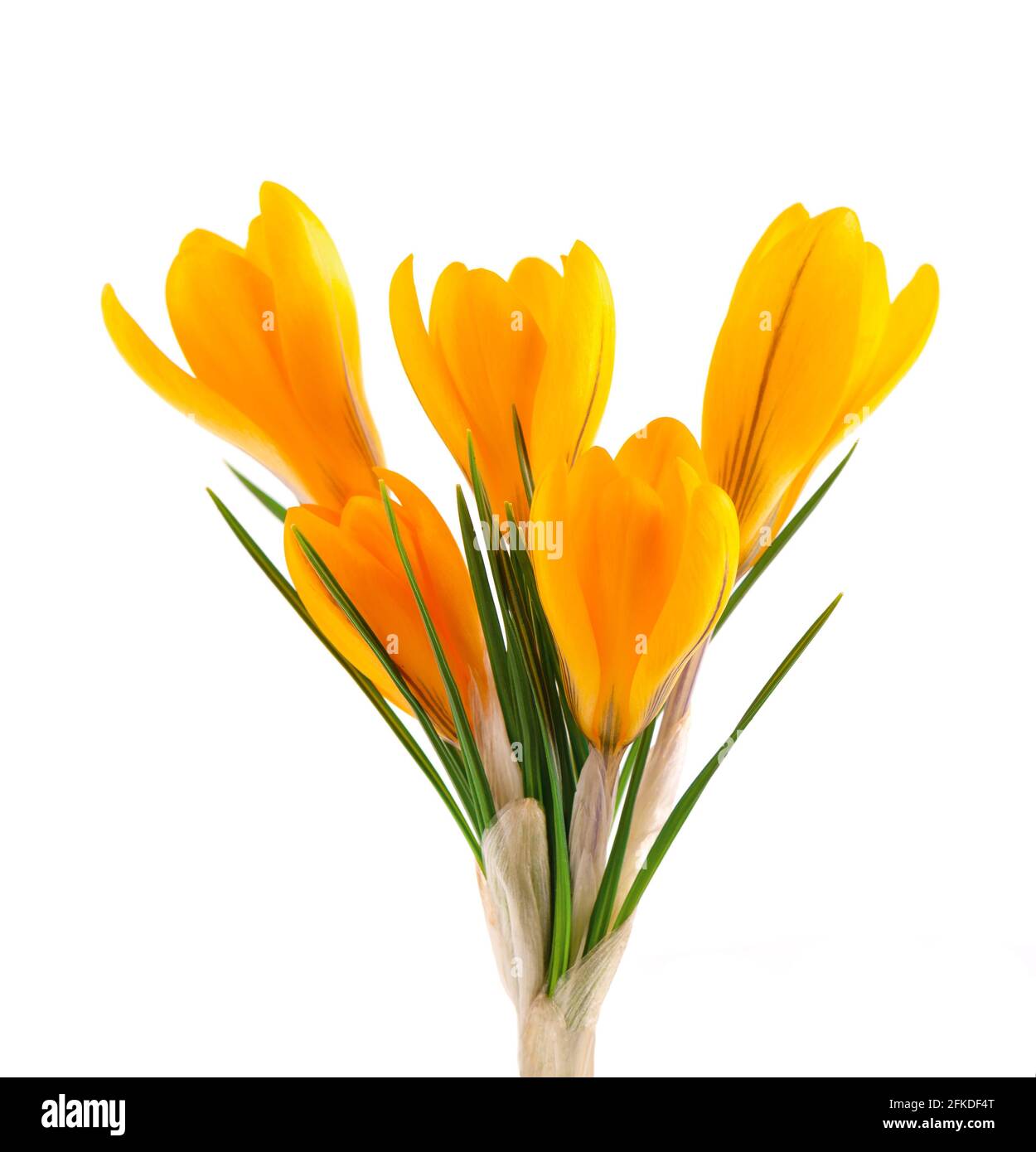 Fiore di crocus giallo isolato su sfondo bianco. Bellissimi fiori primaverili. Foto Stock