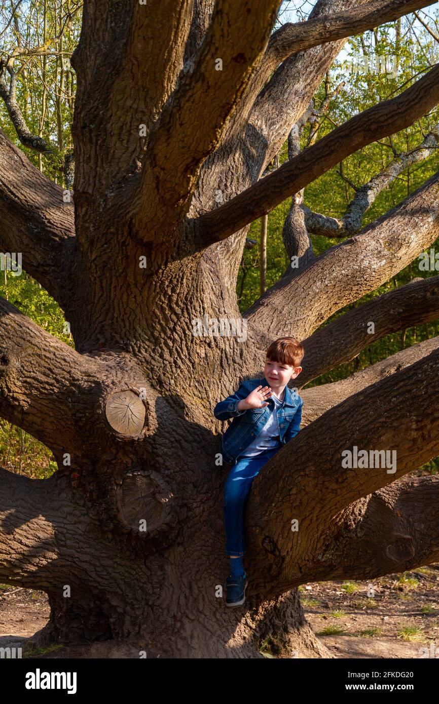 Foto a tutta lunghezza di un simpatico ragazzo rosso che indossa jeans e una giacca in denim blu che sale su un albero nudo in una giornata di sole Foto Stock