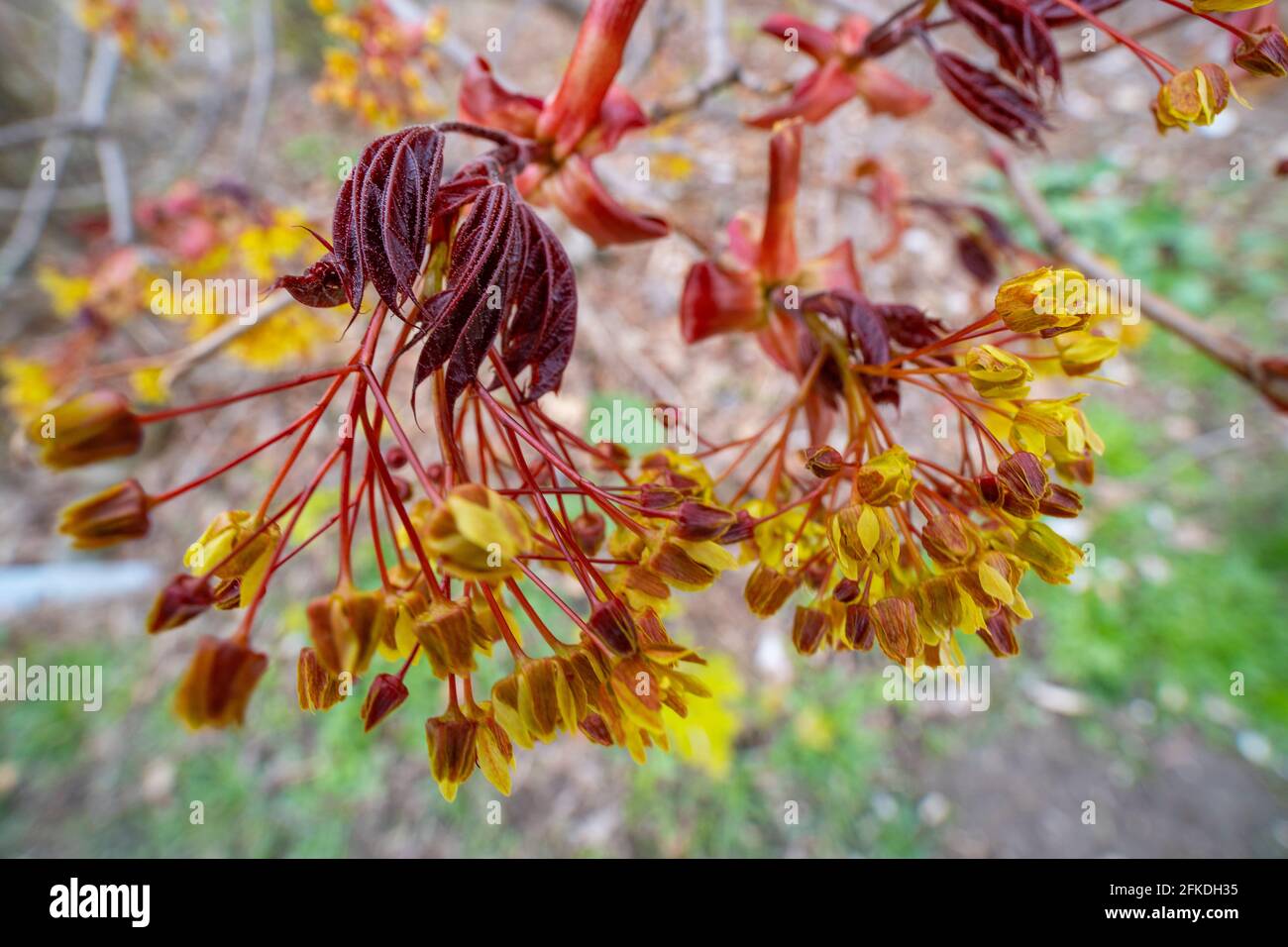 Norway Maple Flowers, (Acer platanoides), albero fiorente in primavera Foto Stock