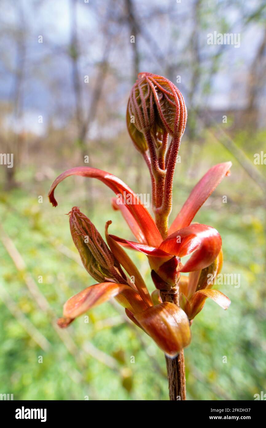 Norway Maple Flowering, (Acer platanoides) Bud in primavera Foto Stock