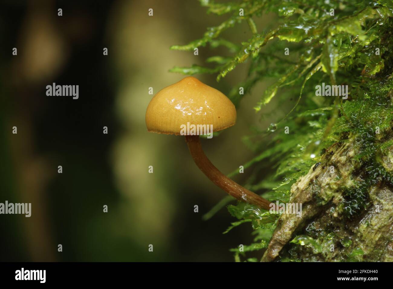 Vari funghi/funghi di legno autunnali Foto Stock