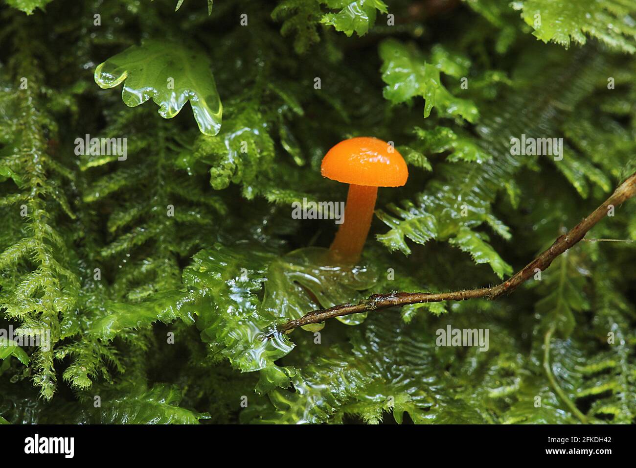 Vari funghi/funghi di legno autunnali Foto Stock