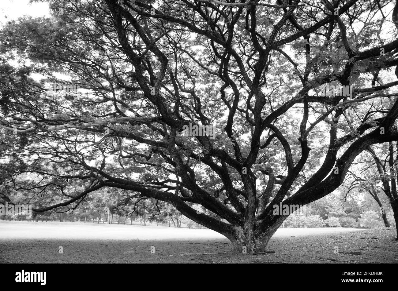 Sotto un albero enorme in un parco (in monocromatico) Foto Stock