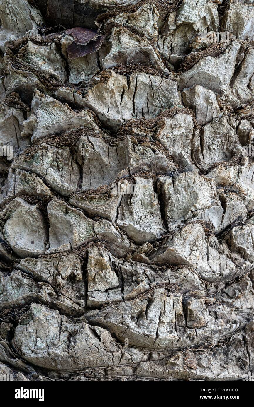 Struttura del tronco dell'albero del palmo come sfondo. Valencia, Spagna Foto Stock