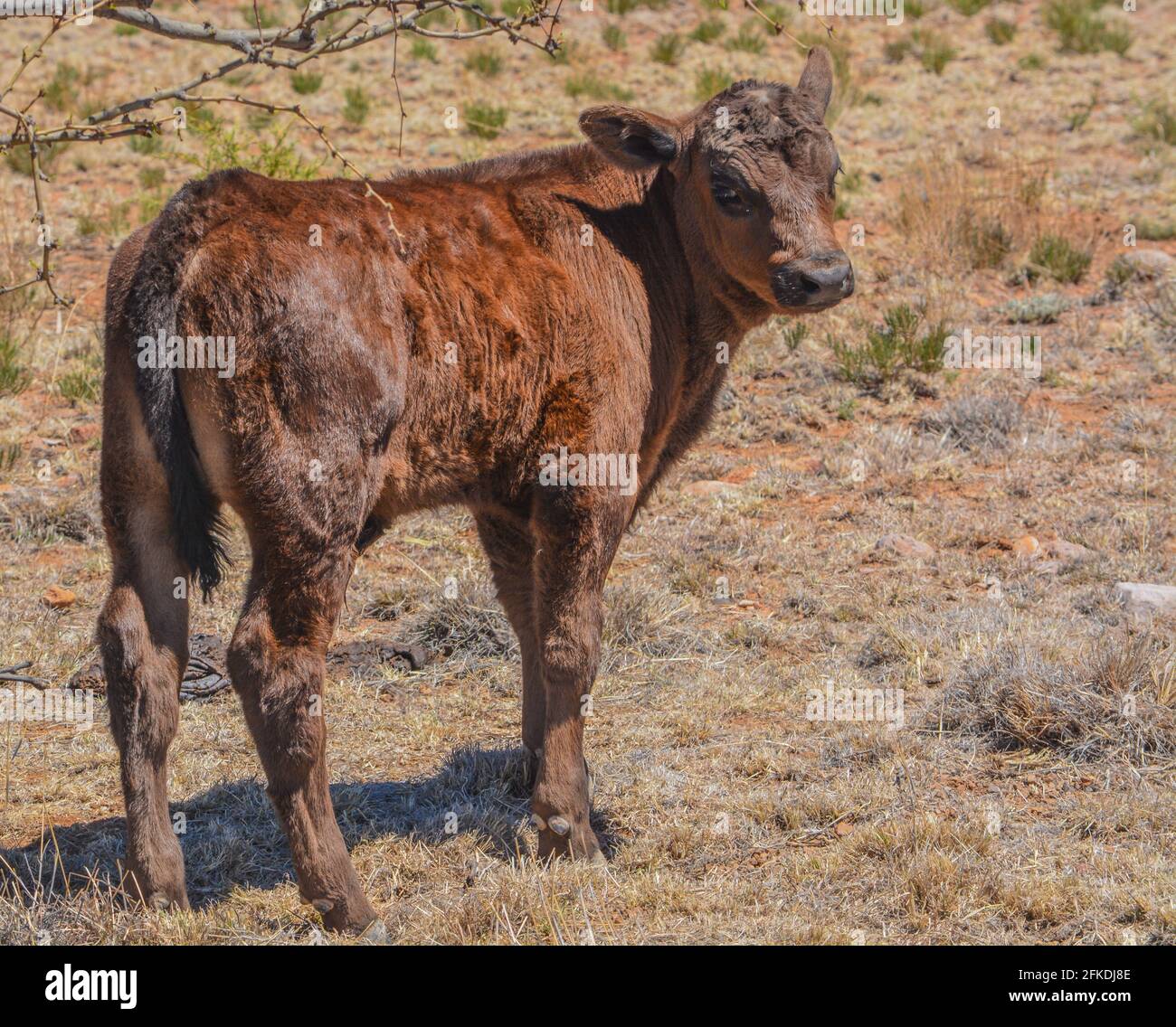 Carino giovane curioso, vitello marrone scuro su una gamma di roaming gratuito in New Mexico Foto Stock