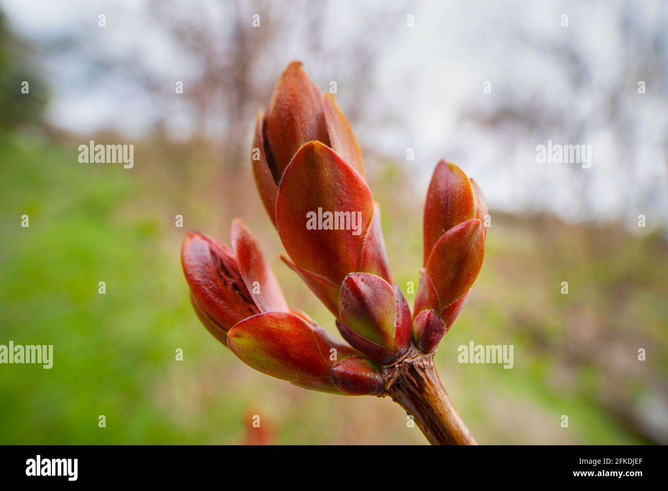 Norway Maple Tree gemme, (Acer platanoides) Bud Foto Stock