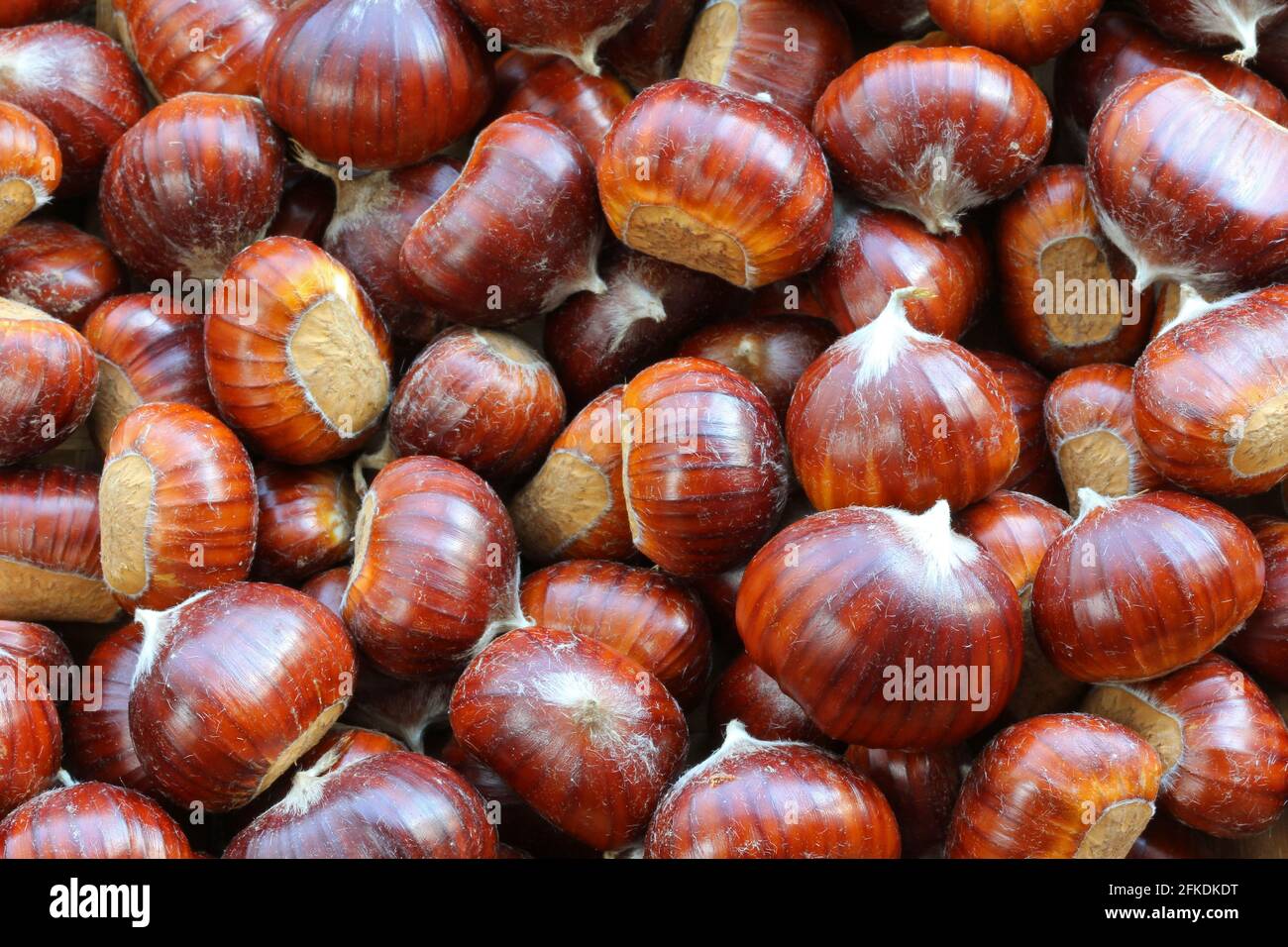 Castagne spagnole crude con conchiglie (castagne dolci) Foto Stock