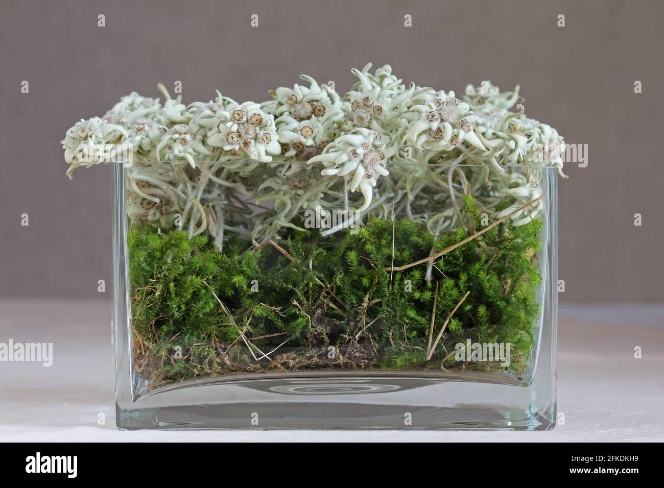 Un vaso di fiori di montagna - Edelweiss Leontopodium alpinum in Austria Foto Stock