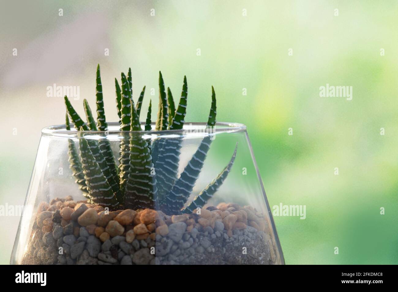 Chiuso di bello piccolo cactus in pentola di vetro. Foto Stock