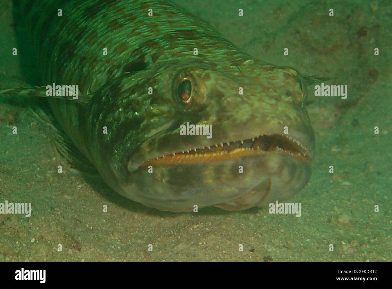 Colpo di closeup di un pesce di cernia sott'acqua (Epinephelinae) Foto Stock