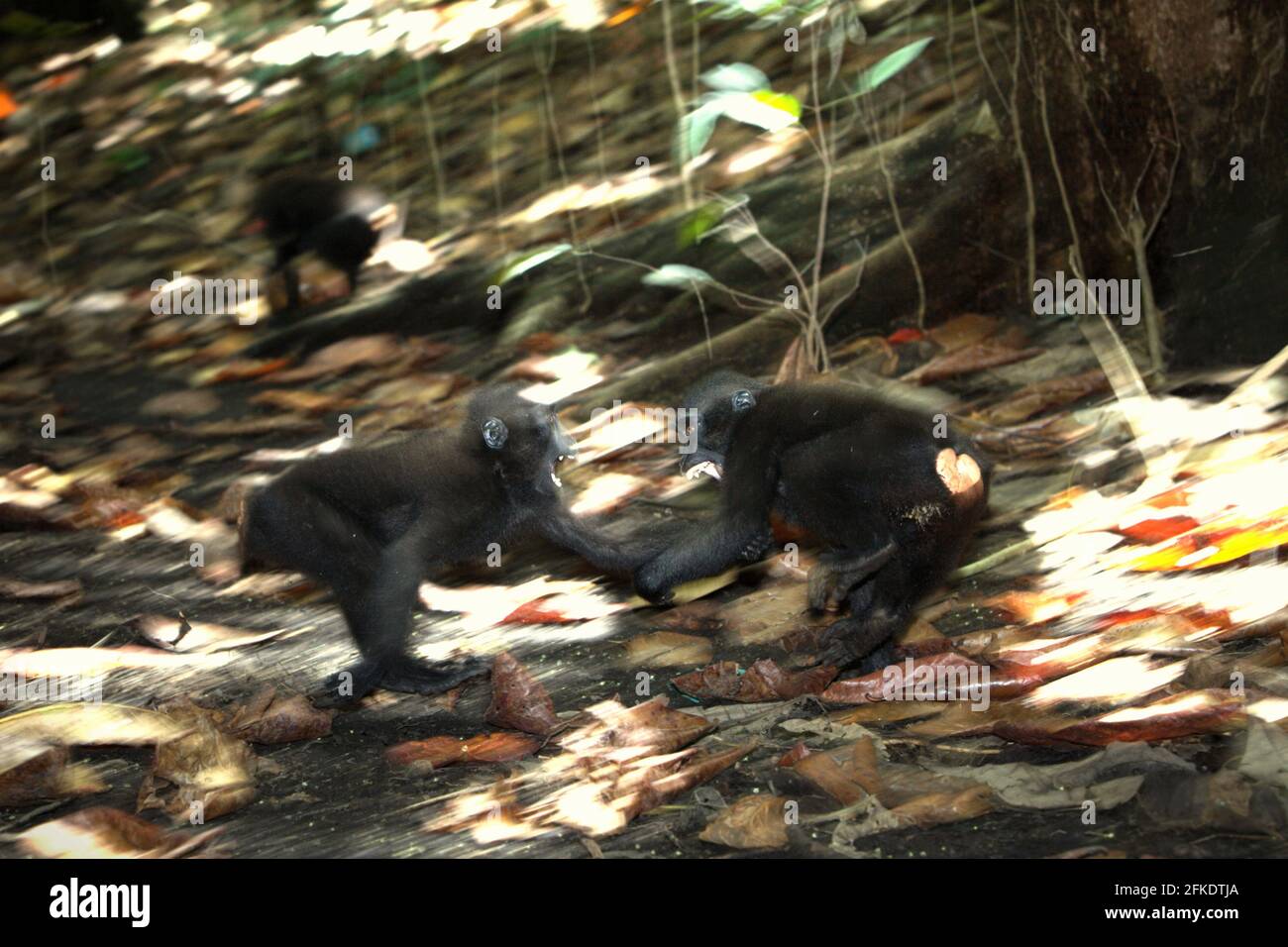 Comportamento aggressivo di Celebes creed macachi durante l'attività sociale. La frequenza e l'intensità dell'aggressione tra individui maschi in un gruppo sociale macaco crestato è fortemente correlata con la distanza di rango, secondo Caitlin Reed, Timothy o'Brien e Margaret Kinnaird in un documento di ricerca pubblicato su International Journal of Primatology nel 1997. Foto Stock