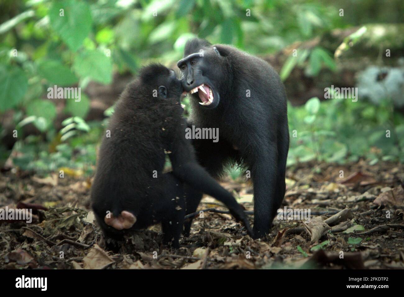 Comportamento aggressivo di Celebes creed macachi durante l'attività sociale. La frequenza e l'intensità dell'aggressione tra individui maschi in un gruppo sociale macaco crestato è fortemente correlata con la distanza di rango, secondo Caitlin Reed, Timothy o'Brien e Margaret Kinnaird in un documento di ricerca pubblicato su International Journal of Primatology nel 1997. Foto Stock