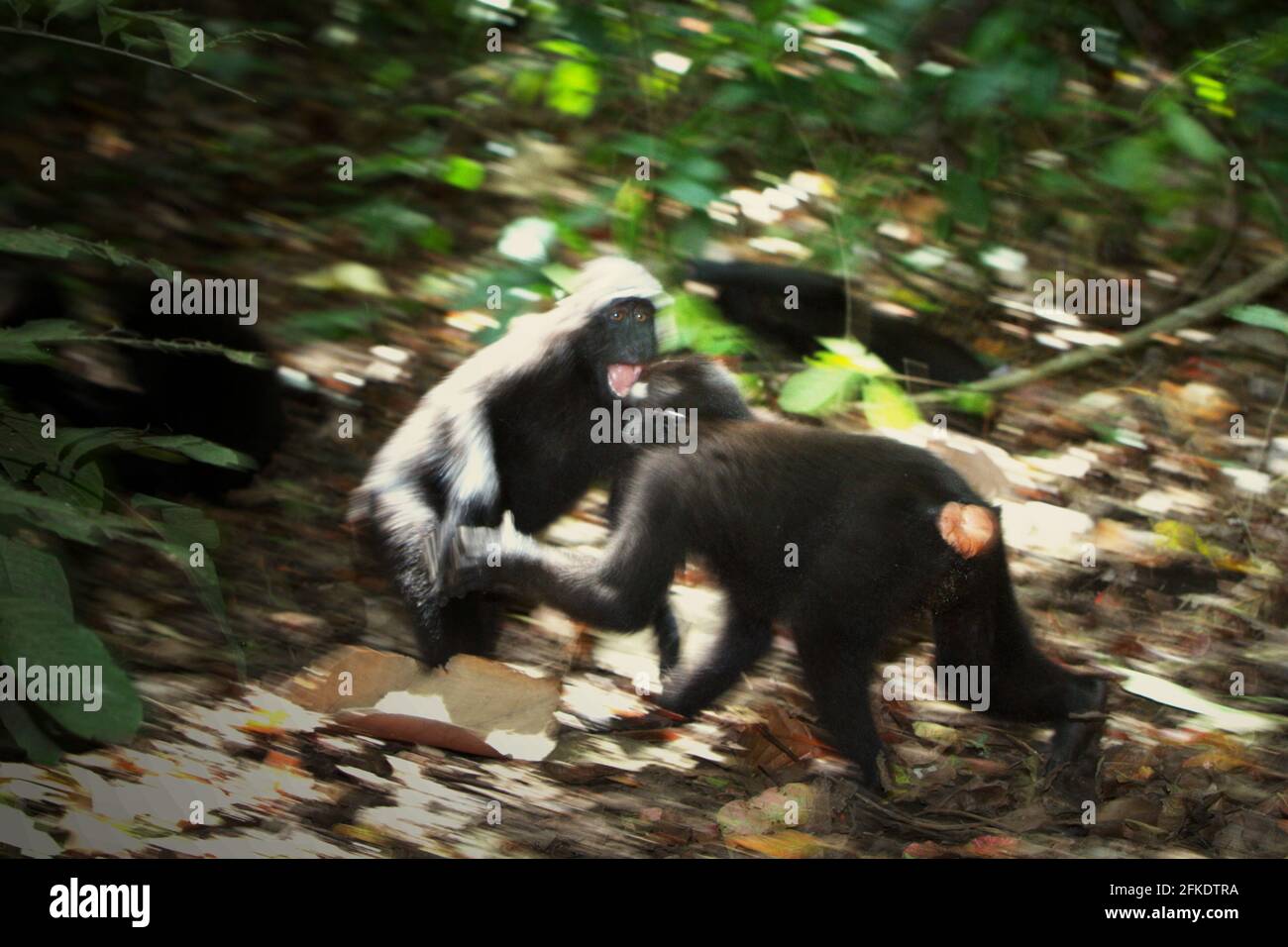 Comportamento aggressivo di Celebes creed macachi durante l'attività sociale. La frequenza e l'intensità dell'aggressione tra individui maschi in un gruppo sociale macaco crestato è fortemente correlata con la distanza di rango, secondo Caitlin Reed, Timothy o'Brien e Margaret Kinnaird in un documento di ricerca pubblicato su International Journal of Primatology nel 1997. Foto Stock