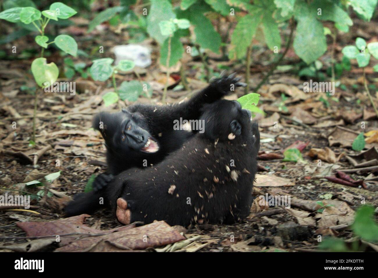 Comportamento aggressivo di Celebes creed macachi durante l'attività sociale. La frequenza e l'intensità dell'aggressione tra individui maschi in un gruppo sociale macaco crestato è fortemente correlata con la distanza di rango, secondo Caitlin Reed, Timothy o'Brien e Margaret Kinnaird in un documento di ricerca pubblicato su International Journal of Primatology nel 1997. Foto Stock