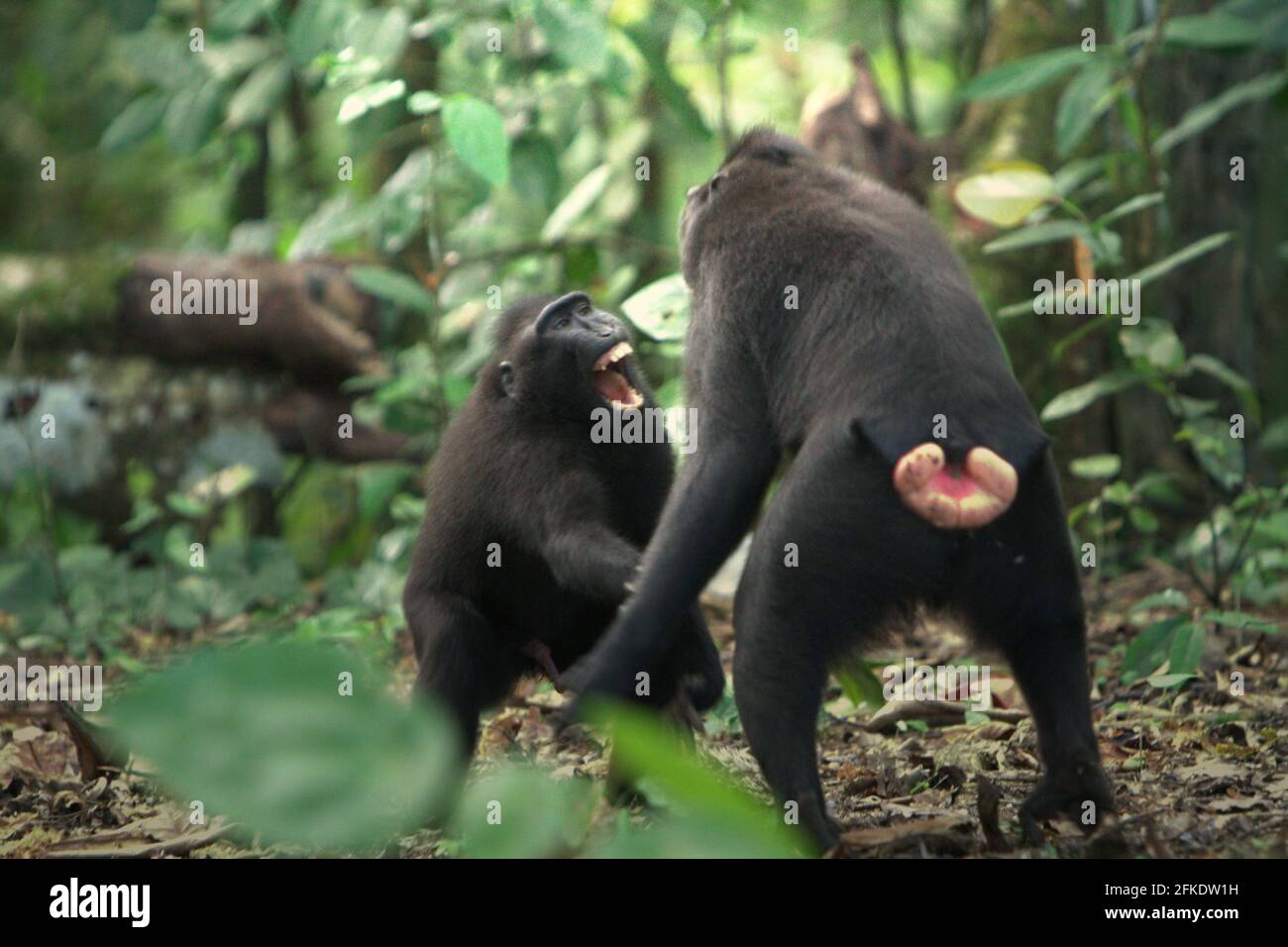 Comportamento aggressivo di Celebes creed macachi durante l'attività sociale. La frequenza e l'intensità dell'aggressione tra individui maschi in un gruppo sociale macaco crestato è fortemente correlata con la distanza di rango, secondo Caitlin Reed, Timothy o'Brien e Margaret Kinnaird in un documento di ricerca pubblicato su International Journal of Primatology nel 1997. Foto Stock