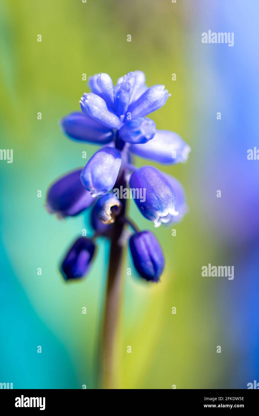 Macro fotografia uva giacinto fiore con sfondo sfocato. Foto Stock