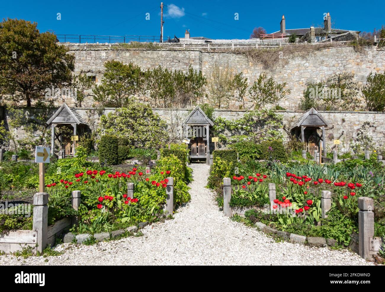 WIew del giardino posteriore del Palazzo di Culross nella città di NTS il Royal Burgh of Culross a Fife Scotland UK con aprile tulipani fiori in piena fioritura Foto Stock