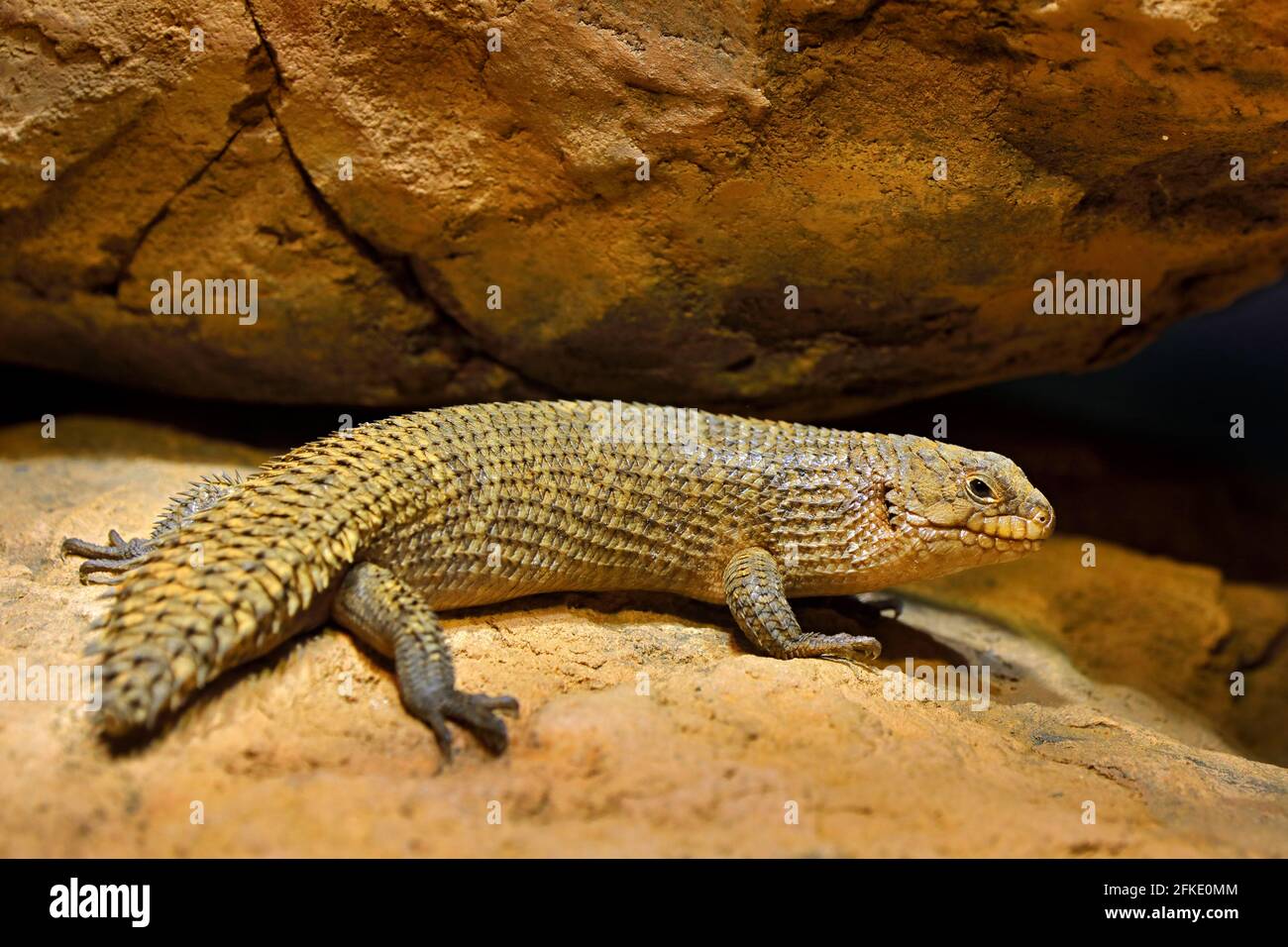 Gidgee skink con coda spinosa, Egernia stokesii, endemico per l'Australia. Lucertola grassa nell'habitat roccioso, rettile dalla natura. Pattina con coda lunga sulla st Foto Stock
