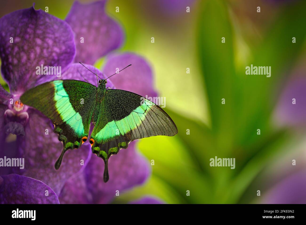 Farfalla verde a coda di rondine, Papilio palinurus, sulla fioritura viola rosa delle orchidee. Insetto nell'habitat naturale, seduto su fiori selvatici, Indonesia, Asia Foto Stock