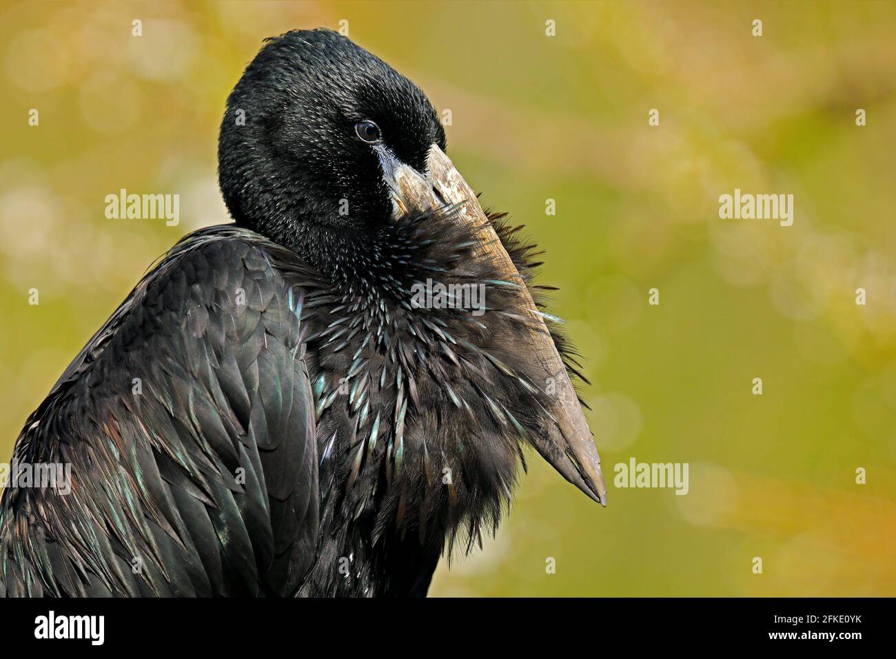 Ritratto di dettaglio di Openbill africano, nero grande cicogna africana. Uccello con becco insolito utile per estrarre lumache in tipico paesaggio paludoso fiore bianco enviro Foto Stock