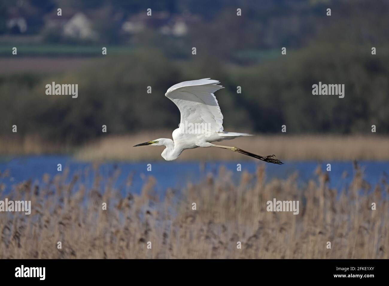 Grande Egret in volo Shapwick Heath Somerset UK Foto Stock