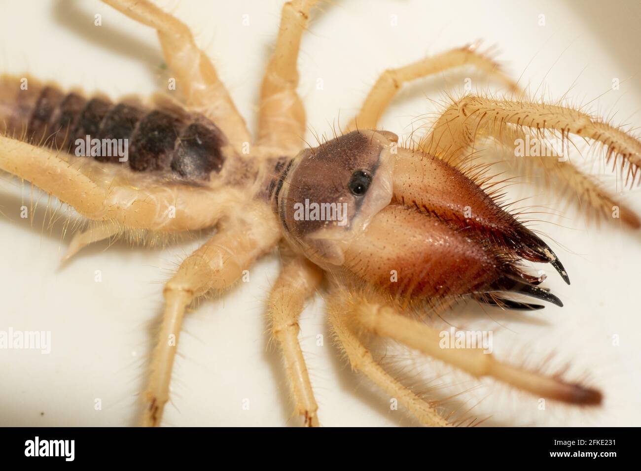 Solpugidi giganti egiziani (Galeodes Arabs), scorpioni del vento o macro ragno di cammelli sparati da vicino negli emirati arabi uniti, nel centro-est Foto Stock