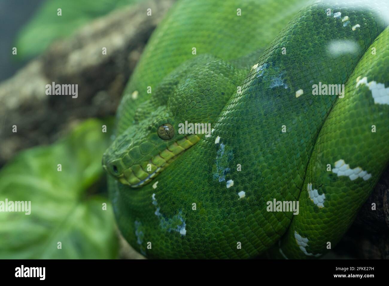 Boa di Emerald Tree (Corallus caninus) avvolto in un albero molto vicino. Un bel serpente verde della giungla. Foto Stock