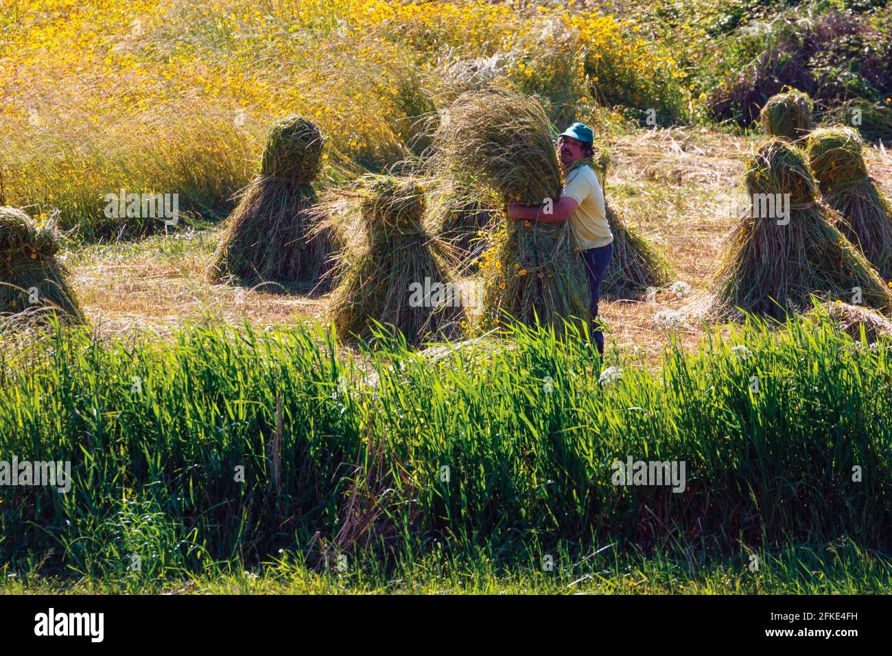 Lavoratore agricolo che raggruppa fieno vicino Estarreja, distretto di Aveiro, Portogallo. Foto Stock