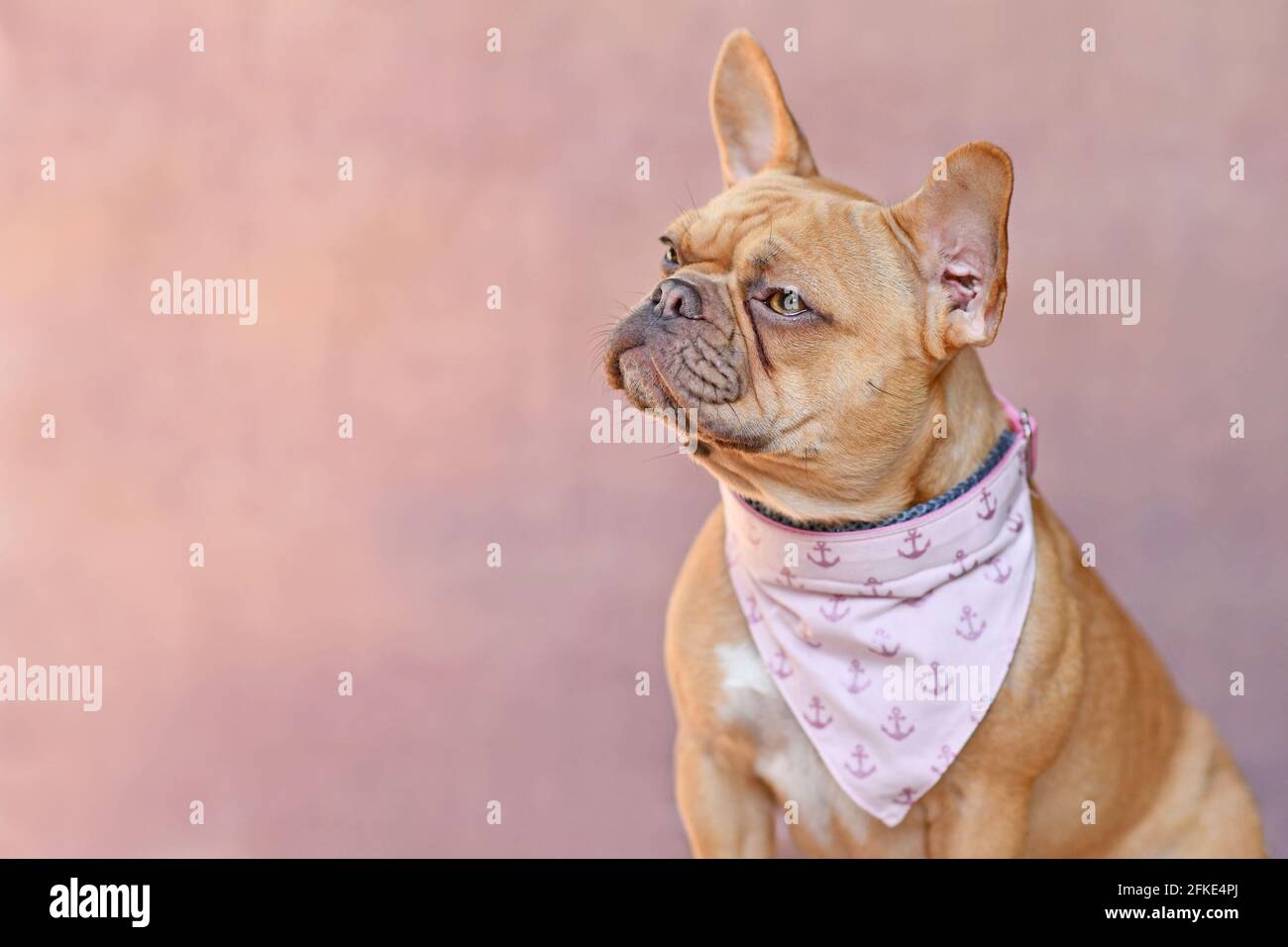 Rosso cane Bulldog francese con colletto di fazzoletto sul lato di sfondo rosa con spazio per la copia Foto Stock